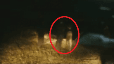 Pamje të rënda/ Paramilitarët serbë i hidhnin shqiptarët e gjallë në një gropë të madhe (VIDEO) Pamje të rënda/ Paramilitarët serbë i hidhnin shqiptarët e gjallë në një gropë të madhe (VIDEO)