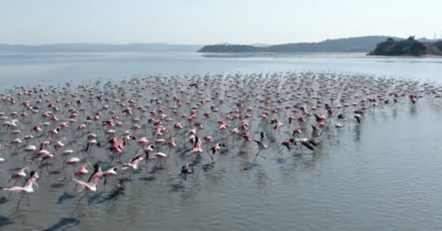Pamje mahnitëse nga droni: Flamingot ‘pushtojnë’ Shqipërinë Pamje mahnitëse nga droni: Flamingot ‘pushtojnë’ Shqipërinë