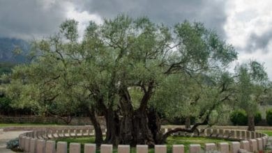 “Më i vjetër se Krishti”, ulliri 2500-vjeçar në Tivar (VIDEO) “Më i vjetër se Krishti”, ulliri 2500-vjeçar në Tivar (VIDEO)