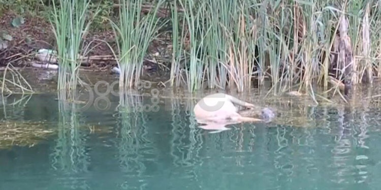 Mali i Zi akuzon shqiptarët për kafshët e ngordhura të gjetura në lumin Buna Mali i Zi akuzon shqiptarët për kafshët e ngordhura të gjetura në lumin Buna