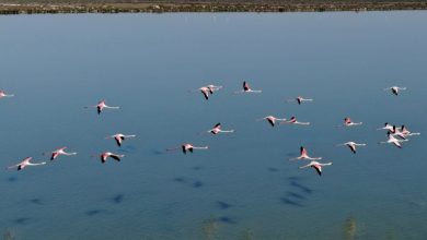 ‘Zogjtë në parajsë’: Flamingot e Shqipërisë lulëzojnë nën bllokimin nga virusi