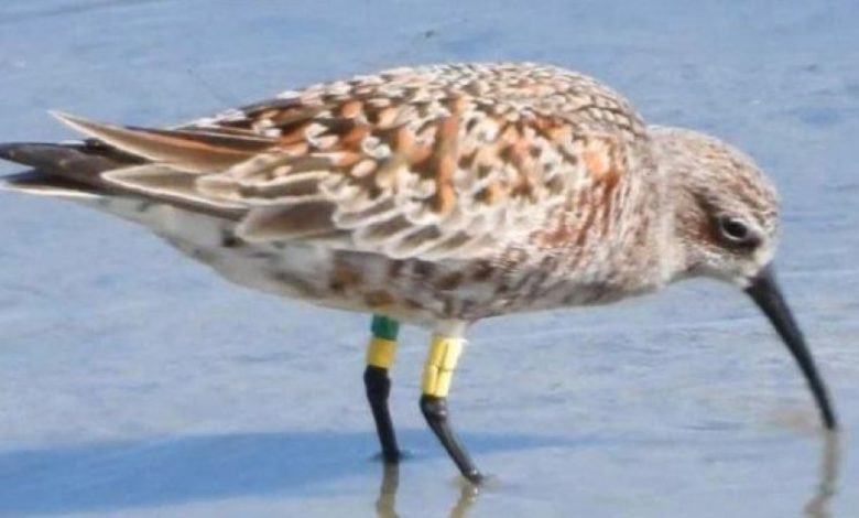 Shpendi i unazuar në Afrikën Perëndimore fotografohet në Lagunën e Nartës (FOTO)