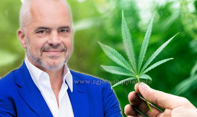 Kanabisi mjekësor, qeveria miraton zonat kadastrale ku do lejohet kultivimi për qëllime industriale