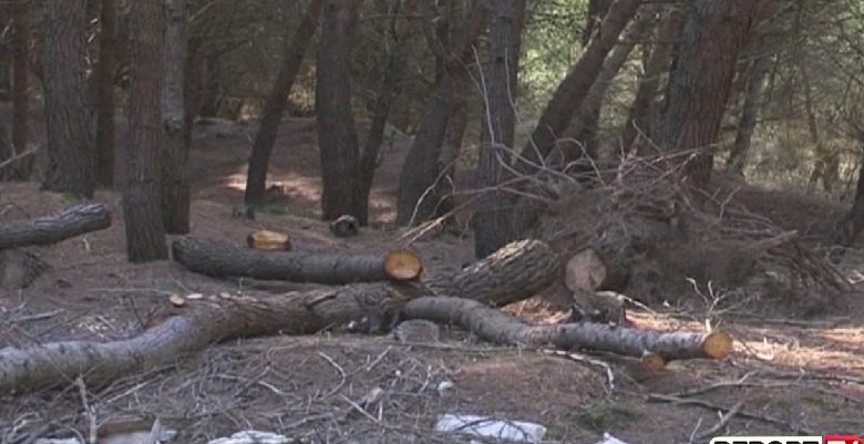VIDEO/ Si po i zhdukim pyjet në vendin tonë. Ekspertët: Mbrojnë tokën 85% nga erozioni