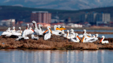 Divjaka, një qytet i ri, por me histori të lashtë
