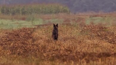 Fotografohet specia në zhdukje në trojet shqiptare, të mbrohet me ligj pasi gjahtarët duan ta… Fotografohet specia në zhdukje në trojet shqiptare, të mbrohet me ligj pasi gjahtarët duan ta…