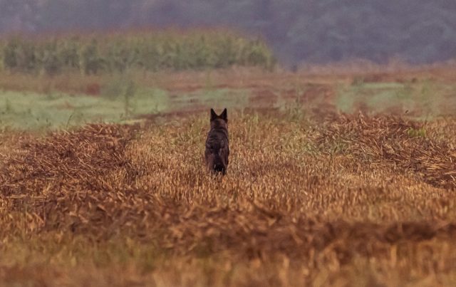 Fotografohet specia në zhdukje në trojet shqiptare, të mbrohet me ligj pasi gjahtarët duan ta… Fotografohet specia në zhdukje në trojet shqiptare, të mbrohet me ligj pasi gjahtarët duan ta…
