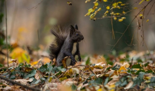 Fauna e trojeve shqiptare shpalohet përmes ekspozitës Fauna e trojeve shqiptare shpalohet përmes ekspozitës