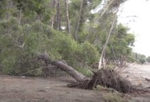 Pishat përfundojnë në det/ Erozioni kërcënon brigjet e plazhit të vjetër në Vlorë