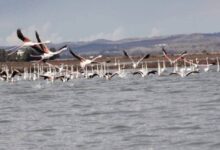 Zogjtë emigratorë në parkun e Divjakës, më të pakët këtë vit (FOTOT)