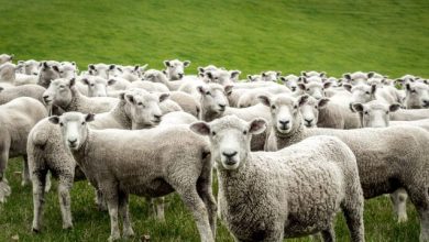 Të dhënat e INSTAT çudisin jo pak: Ulet numri i deleve në Shqipëri, por shtohet prodhimi i qumështit Të dhënat e INSTAT çudisin jo pak: Ulet numri i deleve në Shqipëri, por shtohet prodhimi i qumështit