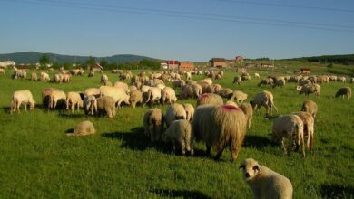 Blegtoria në Shqipëri në rënie, fermerët kërkojnë mbështetje Blegtoria në Shqipëri në rënie, fermerët kërkojnë mbështetje