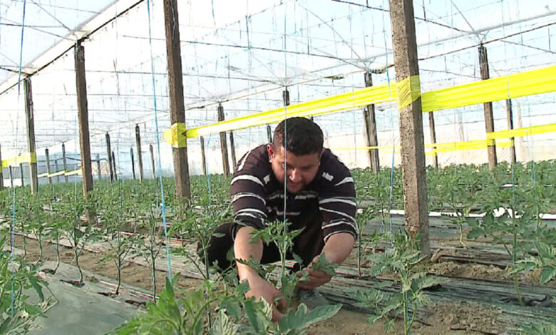 FAO: Mbështetja direkte për fermerët në Shqipëri 18 herë më e ulët se në Rajon FAO: Mbështetja direkte për fermerët në Shqipëri 18 herë më e ulët se në Rajon