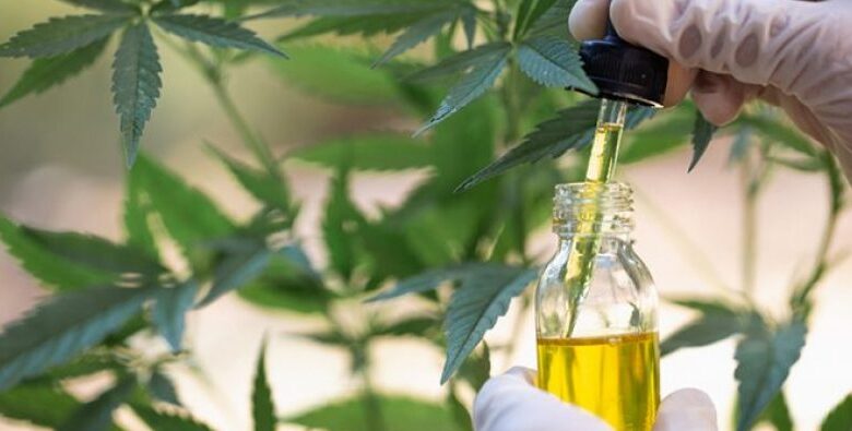 Shqipëria shpalli nismën për legalizimin, si dështoi kanabisi mjekësor në Maqedoninë e Veriut si model zhvillimi