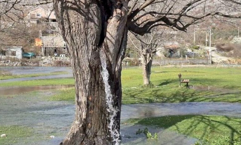 Uji nga pema 100 vjeçare/ Fshati shqiptar në Mal të Zi që u bë fenomen në mediat botërore (VIDEO) Uji nga pema 100 vjeçare/ Fshati shqiptar në Mal të Zi që u bë fenomen në mediat botërore (VIDEO)