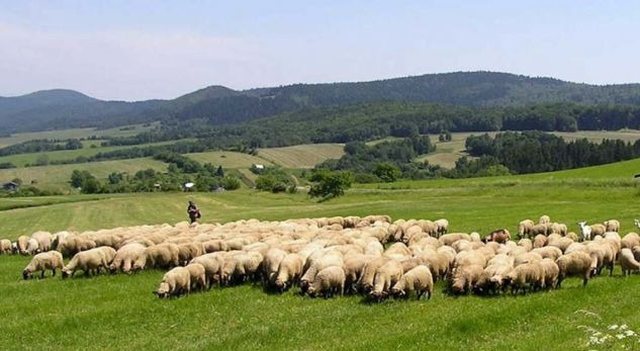 Edhe blegtoria në krizë/ Çobanët po shesin bagëtitë dhe largohen në emigracion