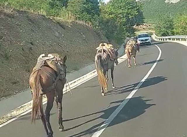 “Kuaj, lopë dhe dhi”/ Rrëfimi i profesores gjermane për Shqipërinë: Panoramë e jashtëzakonshme dhe pleq që dinë anglisht “Kuaj, lopë dhe dhi”/ Rrëfimi i profesores gjermane për Shqipërinë: Panoramë e jashtëzakonshme dhe pleq që dinë anglisht