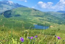 FOTO: “Shtegu i Ngjyrave” në Kukës, destinacioni magjepsës i pranverës FOTO: “Shtegu i Ngjyrave” në Kukës, destinacioni magjepsës i pranverës