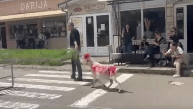 Kryetari shqiptar i mbyllur në komunë/ Serbët shkruajnë mbiemrin e tij në trupin e një dhie (VIDEO) Kryetari shqiptar i mbyllur në komunë/ Serbët shkruajnë mbiemrin e tij në trupin e një dhie (VIDEO)