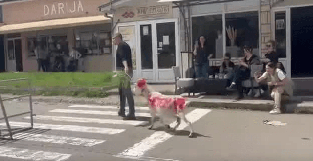 Kryetari shqiptar i mbyllur në komunë/ Serbët shkruajnë mbiemrin e tij në trupin e një dhie (VIDEO)